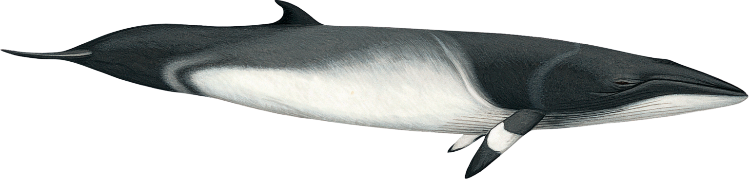 Minke whale – Manx Whale and Dolphin Watch